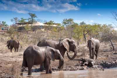 Elephant Camp - Victoria Falls - Zimbabwe