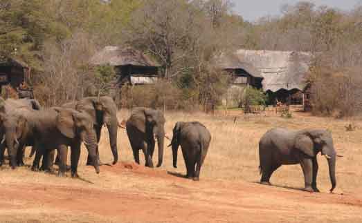 Ivory Lodge - Hwange Zimbabwe