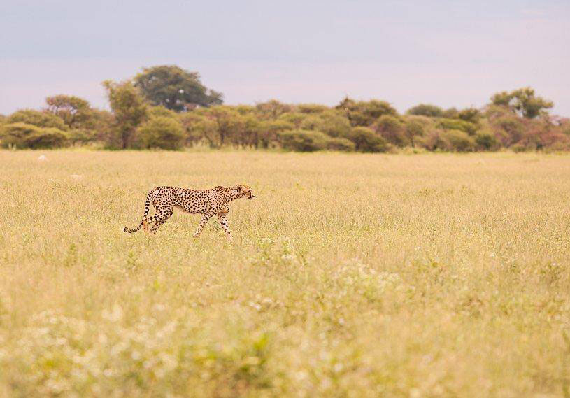 Magkadigadi Pans Safari Botswana