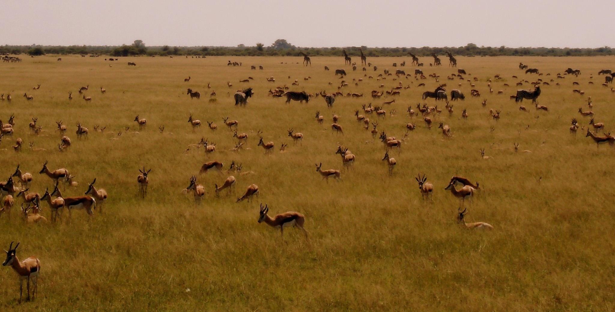 Magkadigadi Pans Safari Botswana