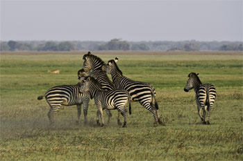 Kafue National Park Zambia
