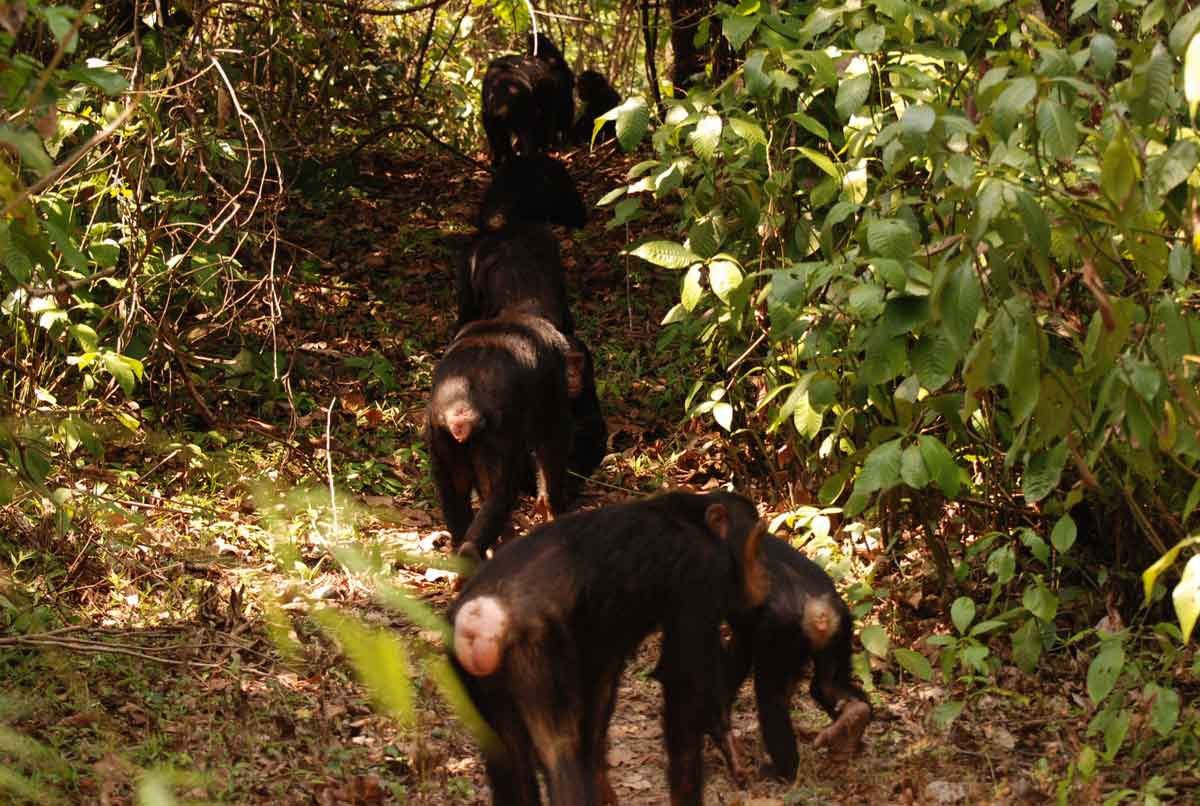 Gombe Stream - Chimpansee Trekking Tanzania