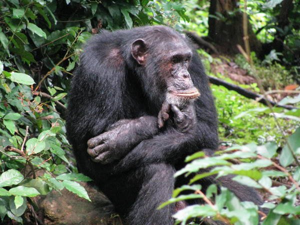 Gombe Stream - Chimpansee Trekking 
Tanzania