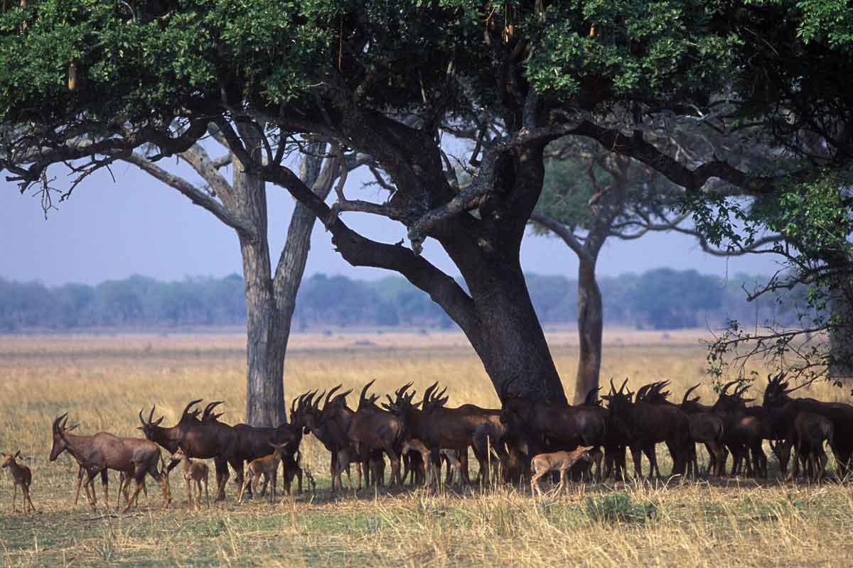 Katavi safari Tanzania