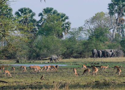Liwonde National Park in Malawi 