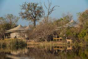 Duma Tau - Linyanti Botswana